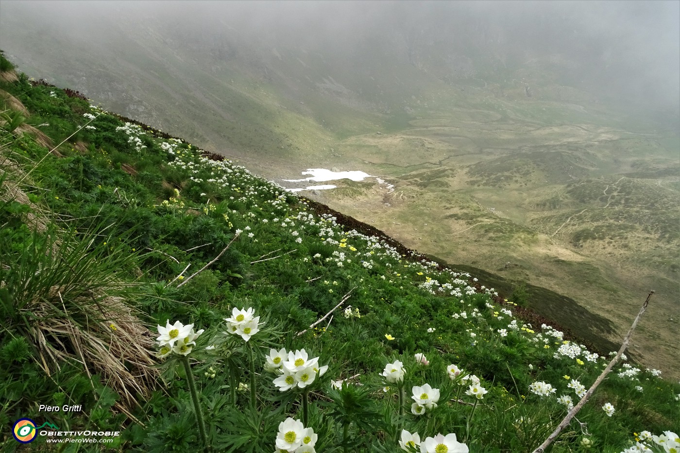 27 Anemone narcissino (anemone narcissiflora).JPG